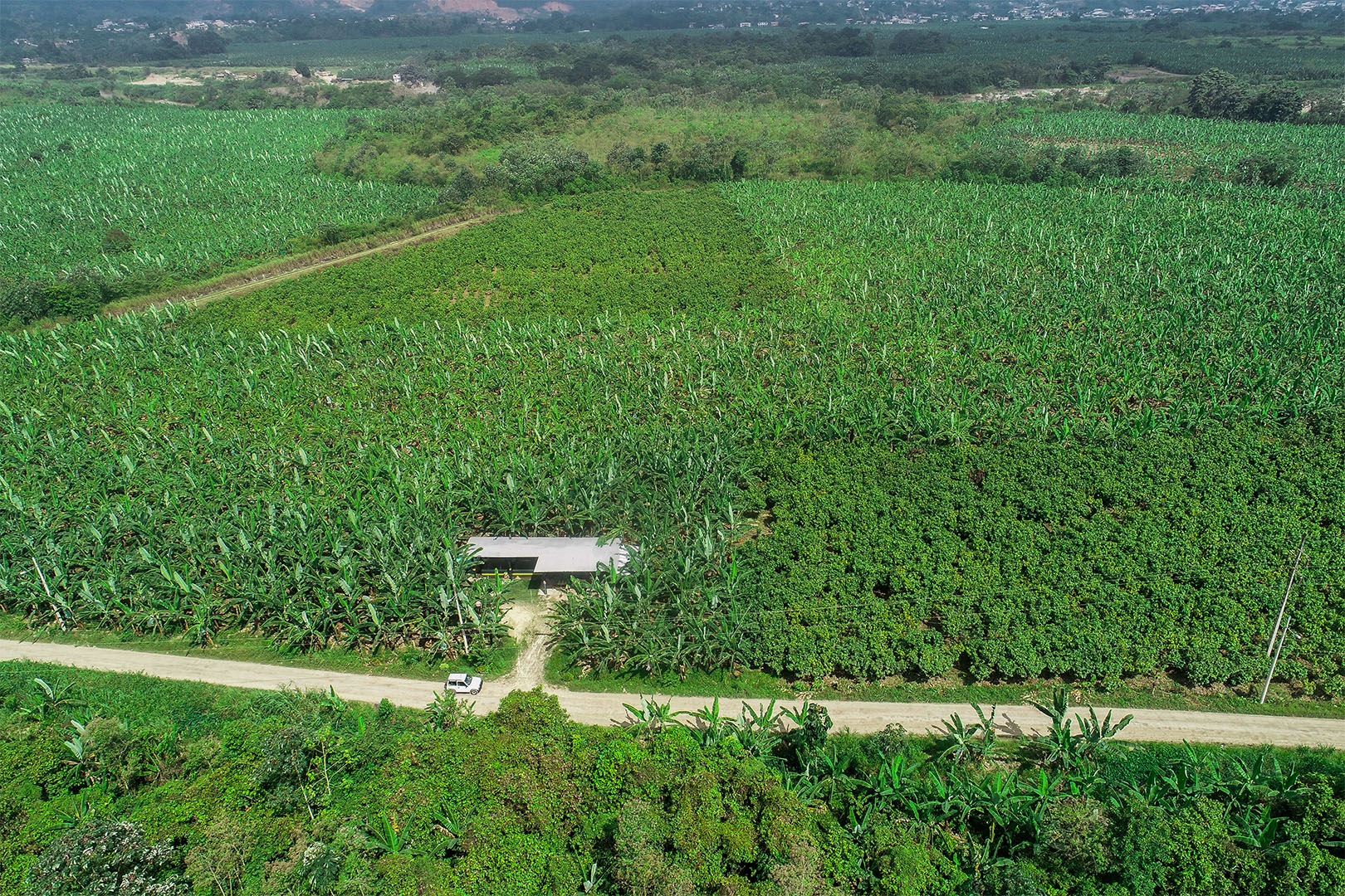 Plantacion de banano