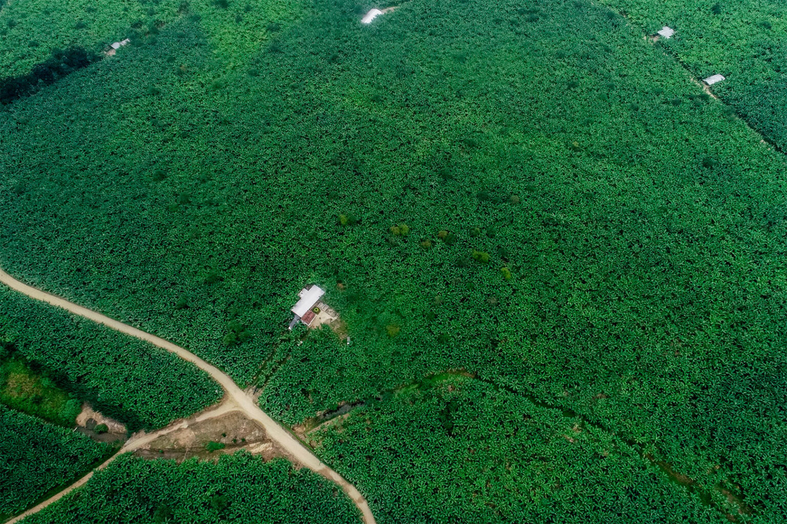 Plantacion de banano